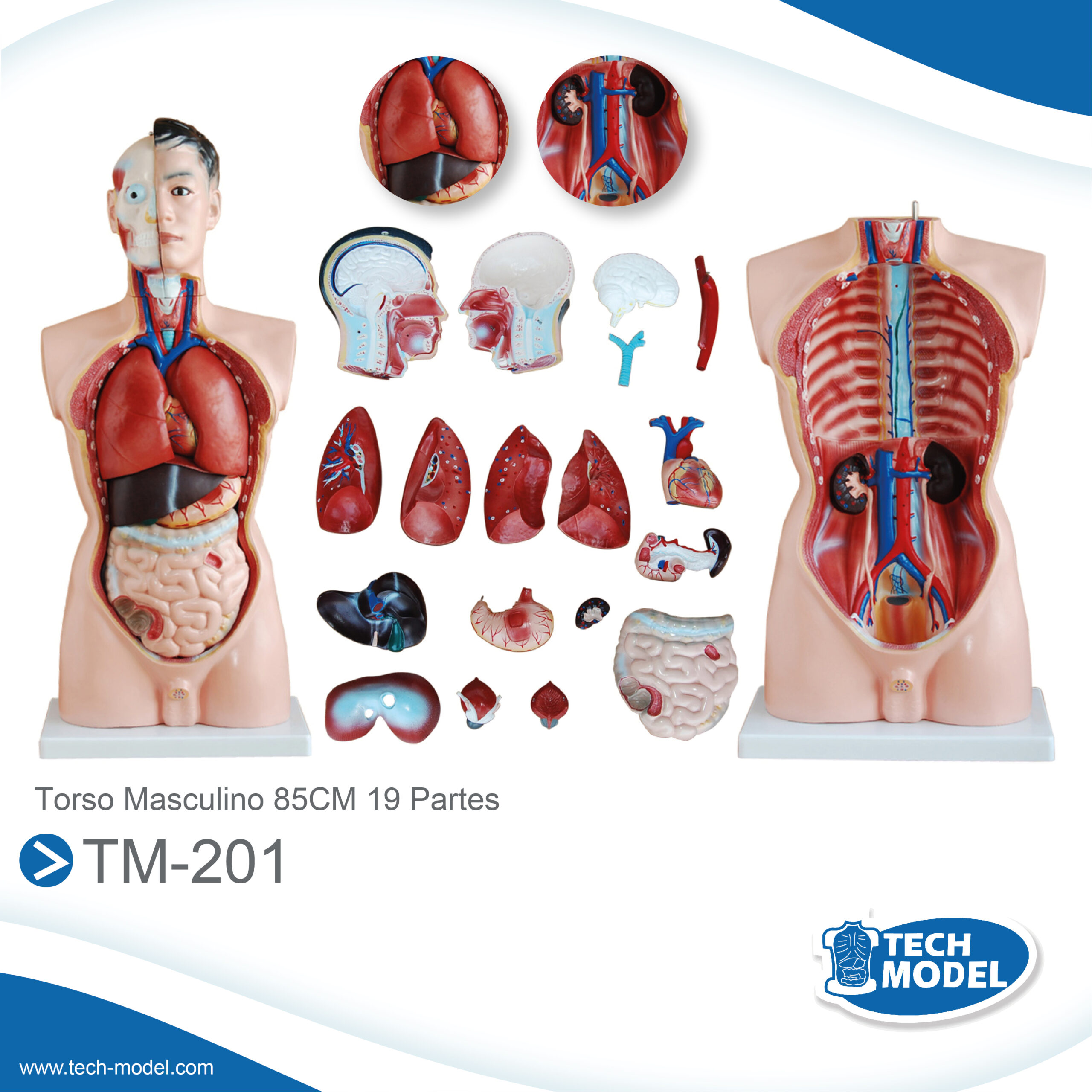 Torso Masculino 85CM 19 Partes – TM-201 – TECH-MODEL